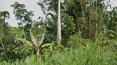 MURAH Dijual 6 Ha Tanah Nol Jalan Di Kalipucang - Tutur - Pasuruan - Jawa Timur Cocok Buat Peternakan, Perkebunan - Akses Jalan Berpaving Lebar 4 Meter - Surat SHM