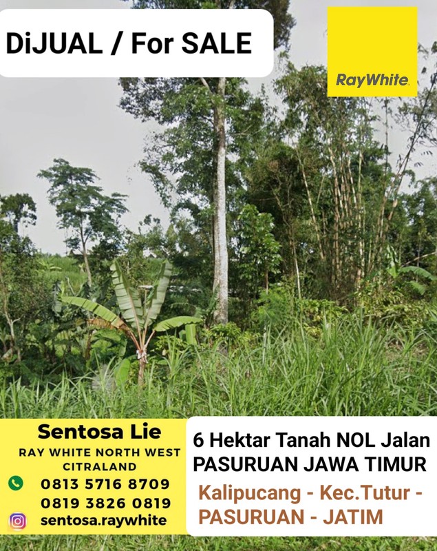 MURAH Dijual 6 Ha Tanah Nol Jalan Di Kalipucang - Tutur - Pasuruan - Jawa Timur Cocok Buat Peternakan, Perkebunan - Akses Jalan Berpaving Lebar 4 Meter - Surat SHM