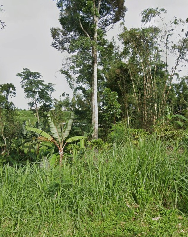 MURAH Dijual 6 Ha Tanah Nol Jalan Di Kalipucang - Tutur - Pasuruan - Jawa Timur Cocok Buat Peternakan, Perkebunan - Akses Jalan Berpaving Lebar 4 Meter - Surat SHM