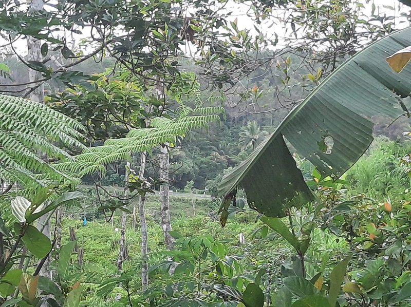 Tanah Pekarangan Luas 1207 Meter Persegi Lokasi Jatimulyo , Girimulyo - Kulon Progo 