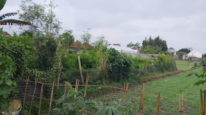 Tanah Pekarangan Luas 286 Meter Persegi Lokasi Sonopakis - Kasihan Bantul