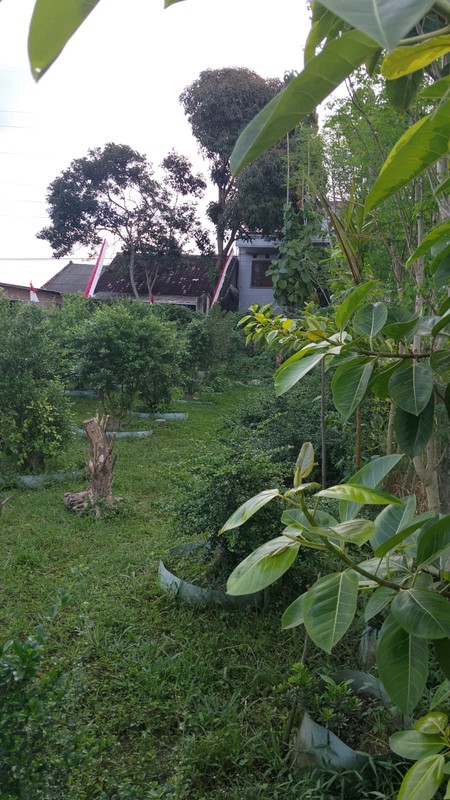 Tanah Pekarangan Luas 286 Meter Persegi Lokasi Sonopakis - Kasihan Bantul