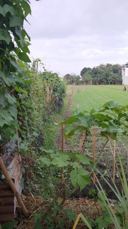 Tanah Pekarangan Luas 286 Meter Persegi Lokasi Sonopakis - Kasihan Bantul