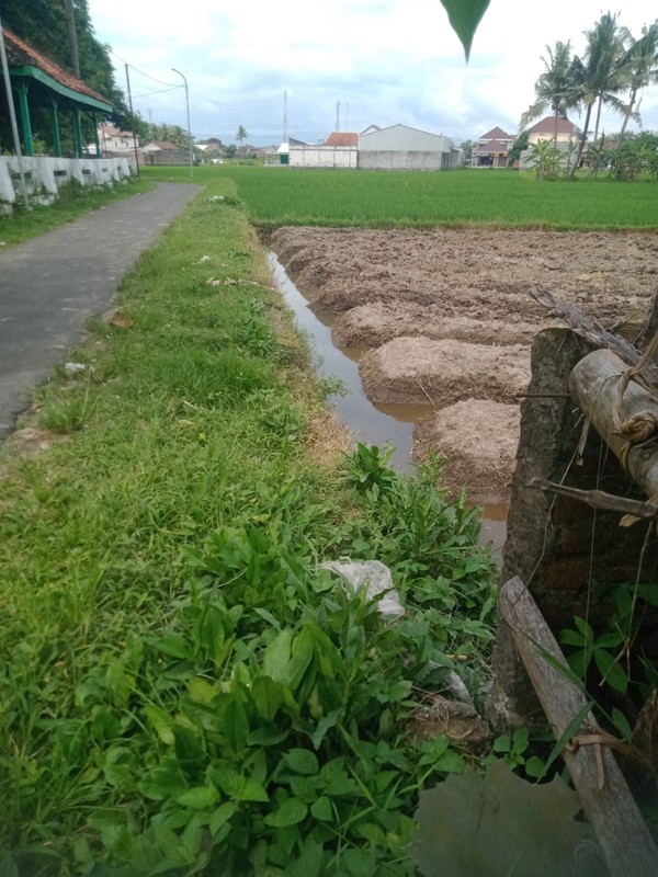 Dijual Tanah Sawah Lokasi Strategis Sidoagung - Sleman 