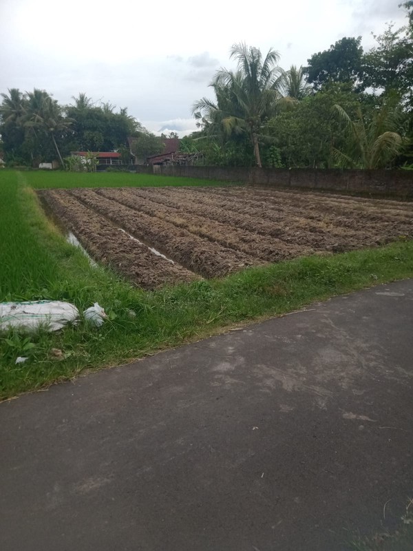 Dijual Tanah Sawah Lokasi Strategis Sidoagung - Sleman 