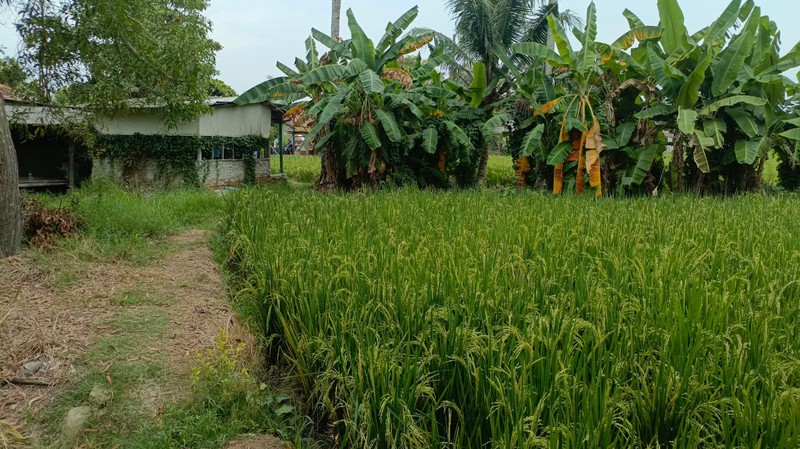 KAVLING SIAP BANGUN DI KUTAWALUYA KARAWANG DEKAT DENGAN AKSES JALAN RAYA UTAMA