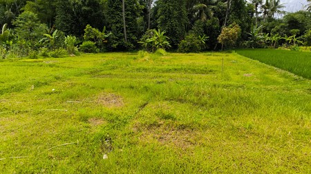 Dijual Tanah Sawah Strategis di Area Cebongan, Dekat Kantor Kelurahan, Sumberadi, Mlati, Sleman