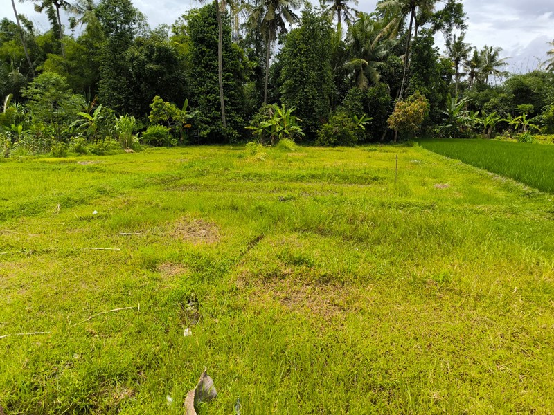 Dijual Tanah Sawah Strategis di Area Cebongan, Dekat Kantor Kelurahan, Sumberadi, Mlati, Sleman