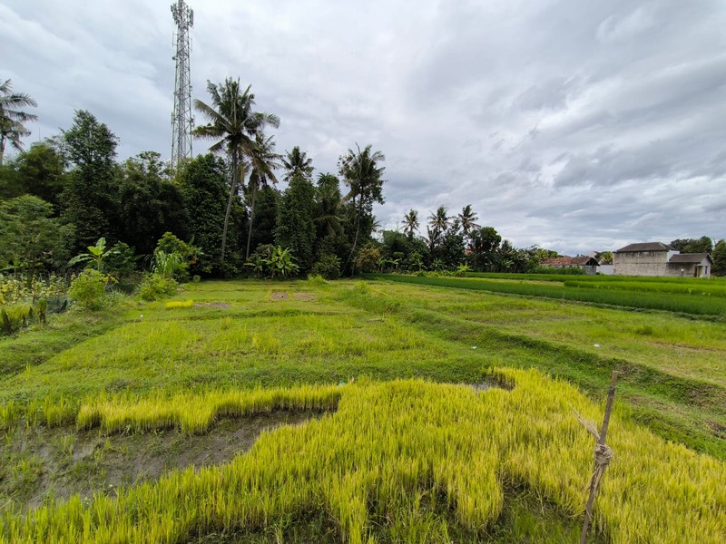 Dijual Tanah Sawah Strategis di Area Cebongan, Dekat Kantor Kelurahan, Sumberadi, Mlati, Sleman