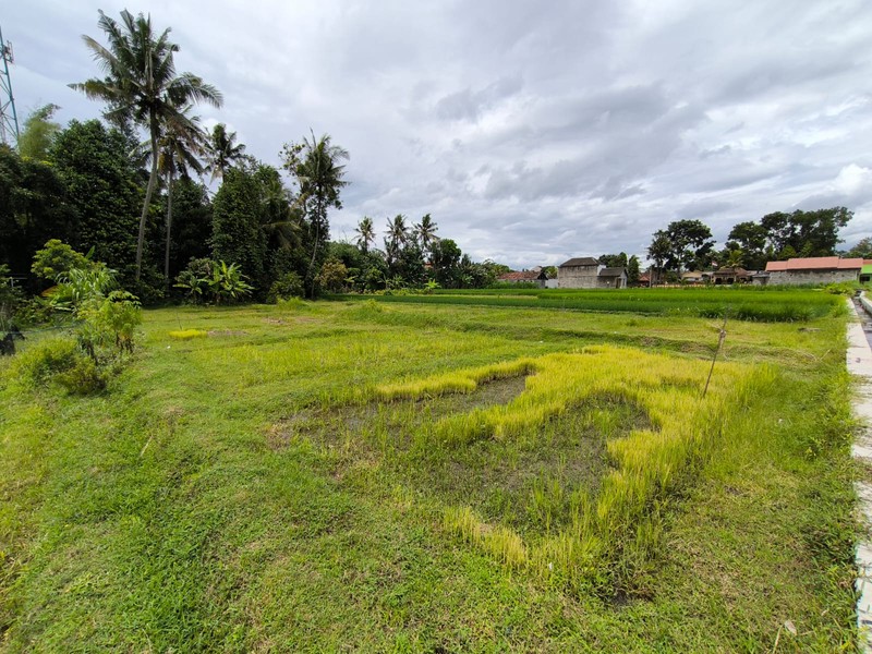 Dijual Tanah Sawah Strategis di Area Cebongan, Dekat Kantor Kelurahan, Sumberadi, Mlati, Sleman