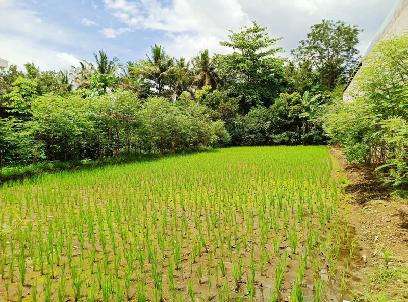DIJUAL Tanah Pekarangan dekat kampus terpadu UII, Sleman