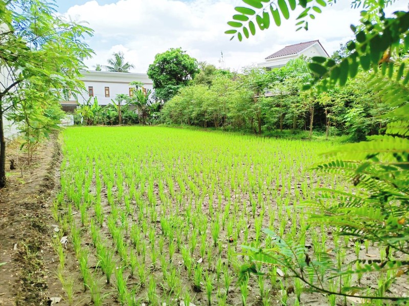 DIJUAL Tanah Pekarangan dekat kampus terpadu UII, Sleman