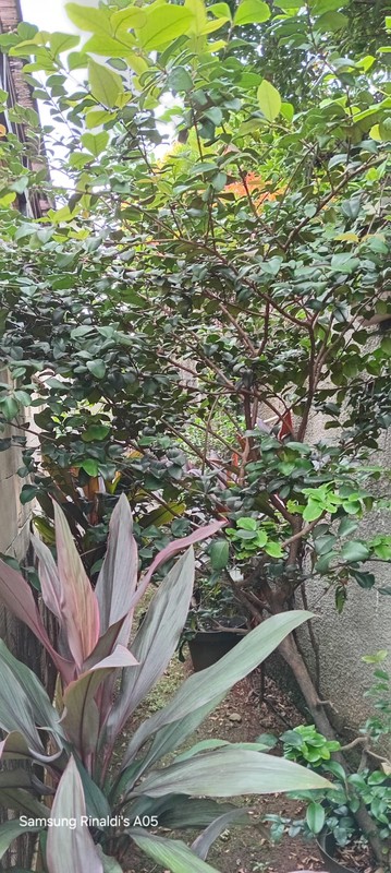 Rumah 2 Lantai Siap Huni dengan Hunian Nyaman dan Asri @Pondok Aren