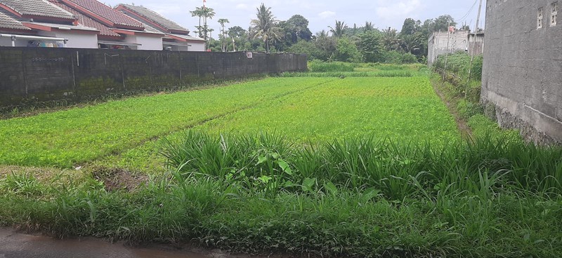 Tanah Sawah Strategis 1.465 Meter Persegi Cocok Untuk Investasi di Tirtoadi, Mlati, Sleman