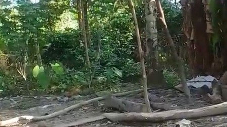 Dijual Tanah Kebun Produktif 1,6 Ha Investasi Hijau Nan Asri, di Karangmoncol, Purbalingga, Jawa Tengah