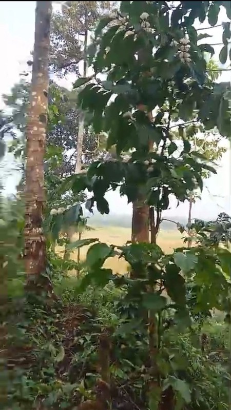 Dijual Tanah Kebun Produktif 1,6 Ha Investasi Hijau Nan Asri, di Karangmoncol, Purbalingga, Jawa Tengah