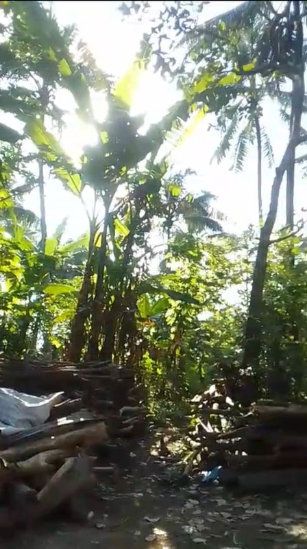 Dijual Tanah Kebun Produktif 1,6 Ha Investasi Hijau Nan Asri, di Karangmoncol, Purbalingga, Jawa Tengah