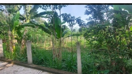 DIJUAL CEPAT TANAH 1 HEKTAR AMPEL BOYOLALI