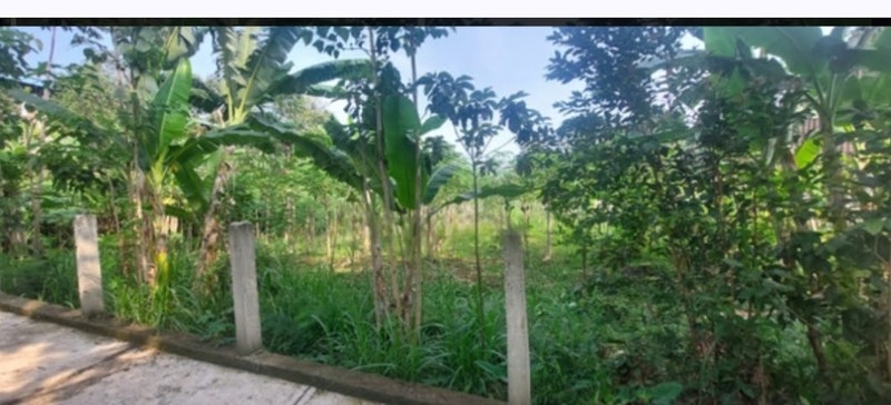 DIJUAL CEPAT TANAH 1 HEKTAR AMPEL BOYOLALI