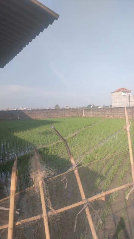 Tanah bonus bangunan Walet di Jln. Jenderal Sudirman Podomoro Priingsewu Lampung