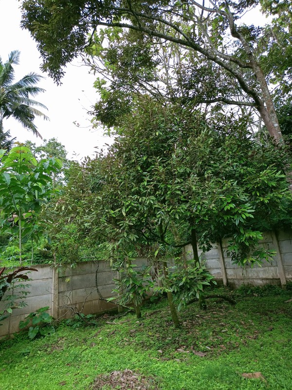 Villa Bagus Siap Pakai Di Villa Presiden, Kp Cikodom Cisarua Bogor Jawa Barat