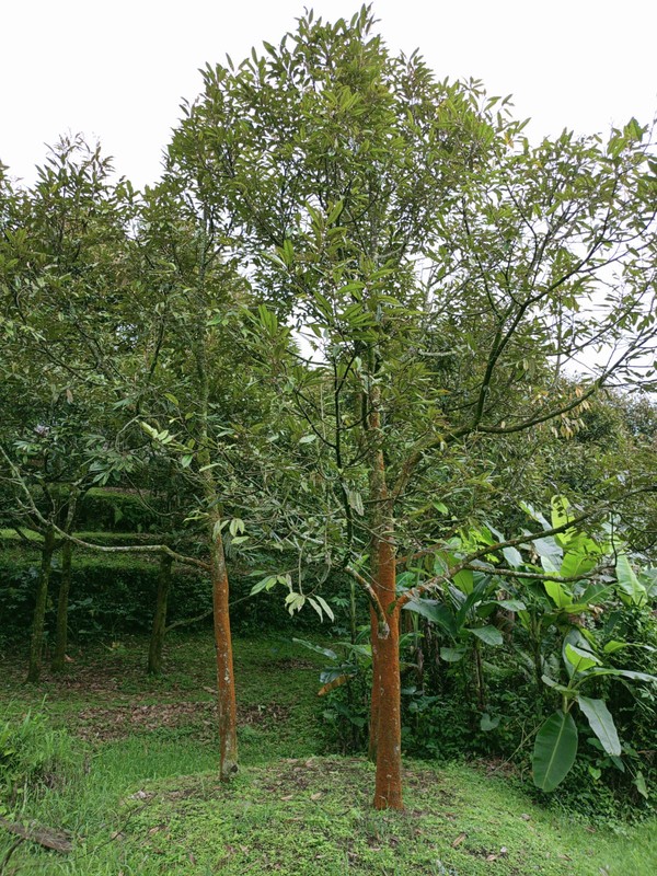 Villa Bagus Siap Pakai Di Villa Presiden, Kp Cikodom Cisarua Bogor Jawa Barat