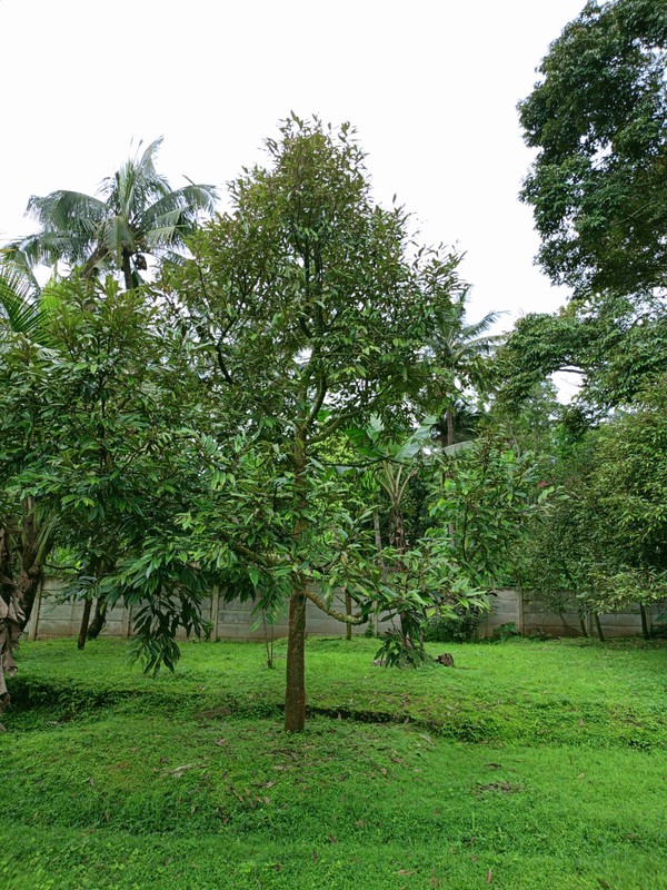 Villa Bagus Siap Pakai Di Villa Presiden, Kp Cikodom Cisarua Bogor Jawa Barat