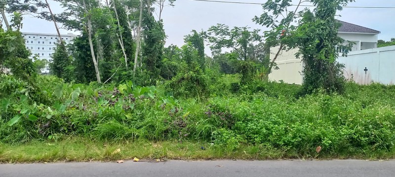 Lahan Produktif di Kawasan Asri Pandowoharjo 1.500 Meter Persegi Ideal untuk Cafe, Kost, atau Bisnis di Pandowoharjo Sleman  