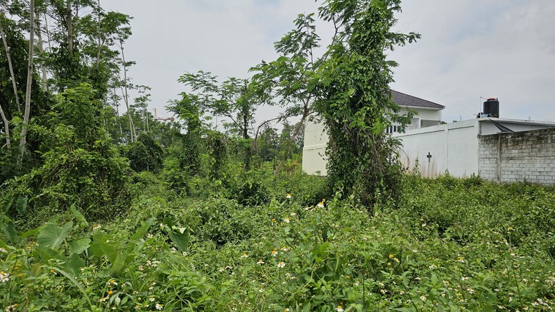 Lahan Produktif di Kawasan Asri Pandowoharjo 1.500 Meter Persegi Ideal untuk Cafe, Kost, atau Bisnis di Pandowoharjo Sleman  