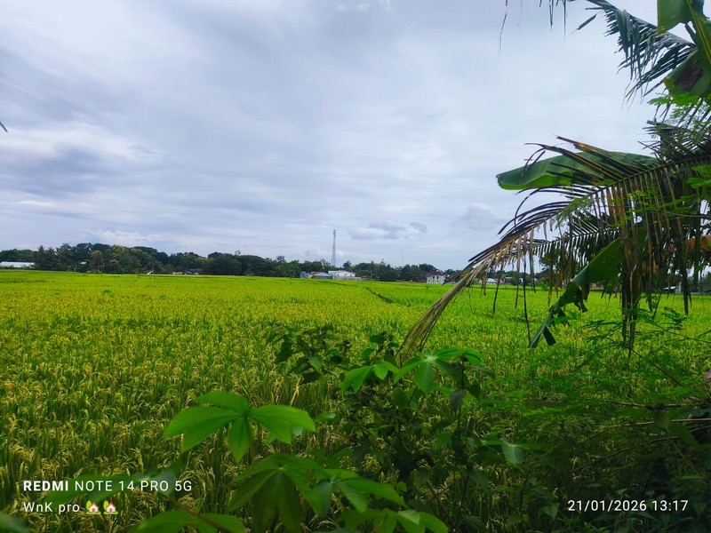 Tanah Luas Bonus Bangunan Gudang & Kantor Lokasi Nanggulan - Kulon Progo 