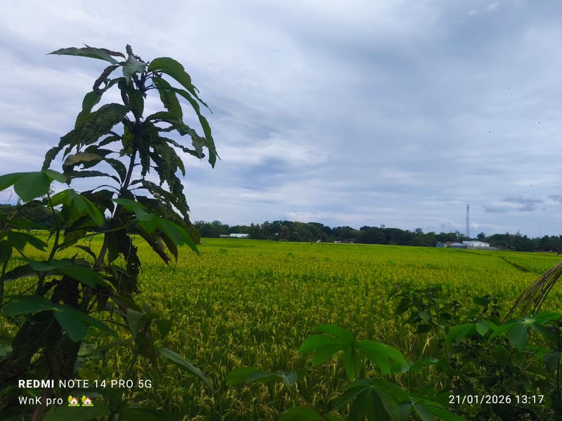 Tanah Luas Bonus Bangunan Gudang & Kantor Lokasi Nanggulan - Kulon Progo 