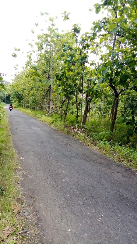 Tanah Luas 736 Meter Persegi Lokasi Stratehis di Kawasan Wonosari - Gunung Kidul 