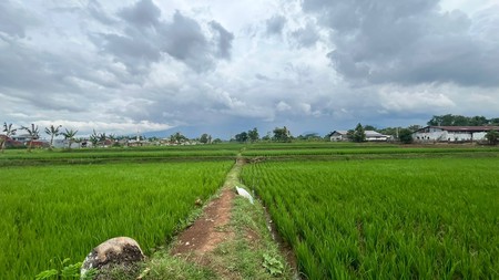 Dijual Sawah di pinggir jalan besar di Cianjur