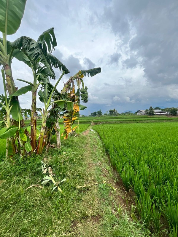 Dijual Sawah di pinggir jalan besar di Cianjur