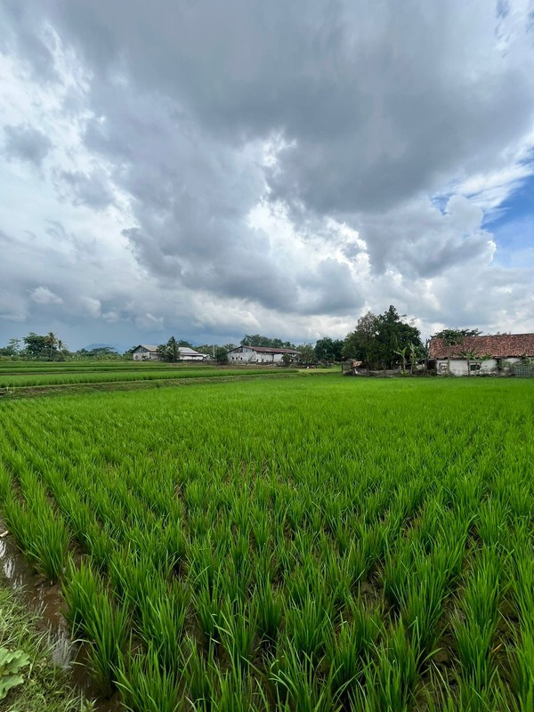 Dijual Sawah di pinggir jalan besar di Cianjur