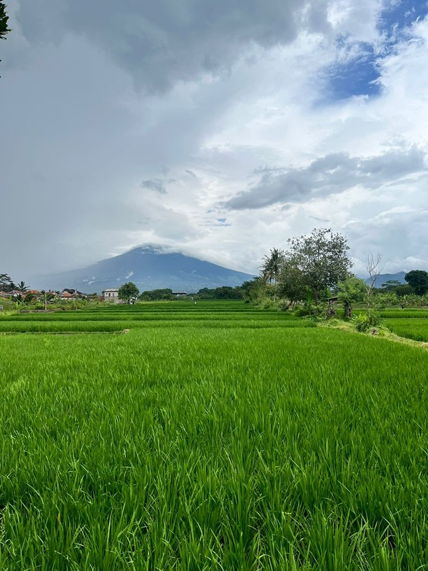 Dijual Sawah di pinggir jalan besar di Cianjur