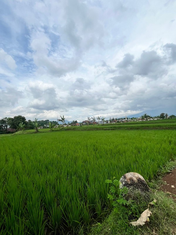 Dijual Sawah di pinggir jalan besar di Cianjur