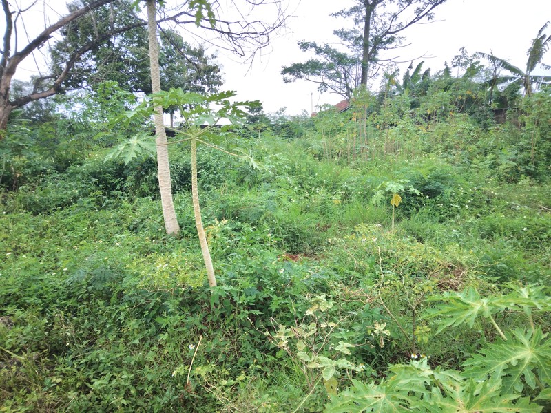 TANAH PINGGIR JALAN RAYA SETU CILEUNGSI COCOK UNTUK USAHA ATAUPUN GUDANG