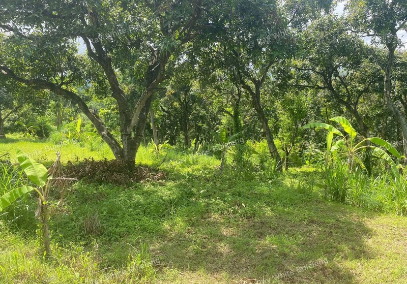 Exclusive Ocean View Land in Lovina with Excellent Access