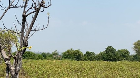 Tanah Pekarangan Siap Bangun di Pasuruan  Lokasi Strategis Hanya 1 KM dari Kawasan Industri PIER, Raci, Bangil, Pasuruan