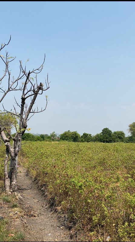 Tanah Pekarangan Siap Bangun di Pasuruan  Lokasi Strategis Hanya 1 KM dari Kawasan Industri PIER, Raci, Bangil, Pasuruan