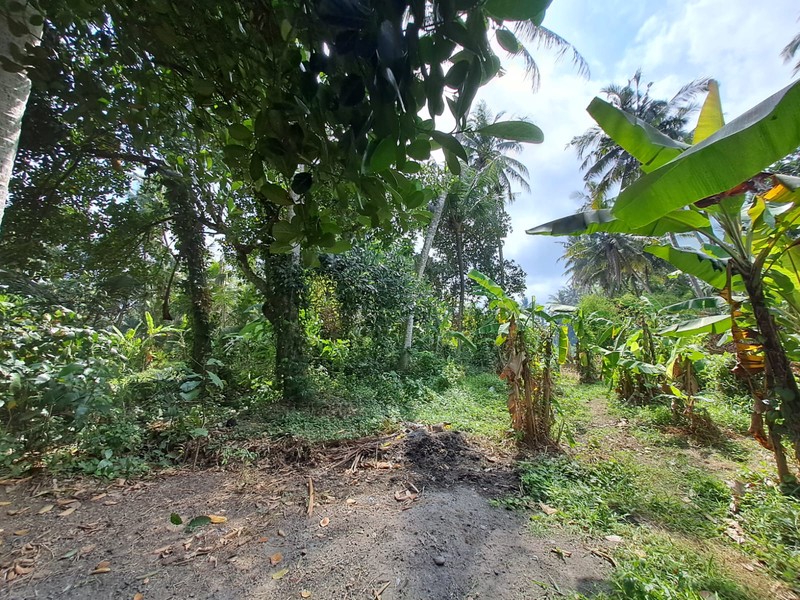 Freehold - Rare Opportunity Freehold Land Just 350m from Saba Beach, Gianyar, Bali