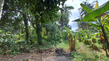 Freehold - Rare Opportunity Freehold Land Just 350m from Saba Beach, Gianyar, Bali