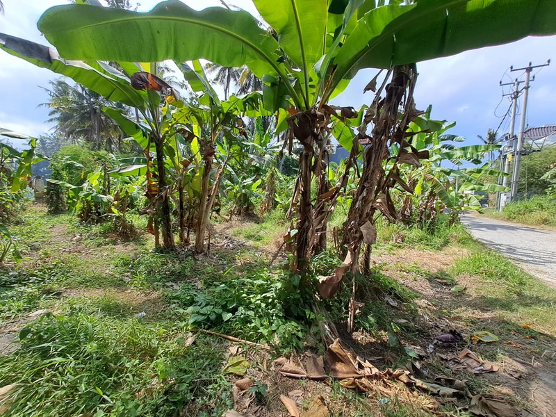 Freehold - Rare Opportunity Freehold Land Just 350m from Saba Beach, Gianyar, Bali