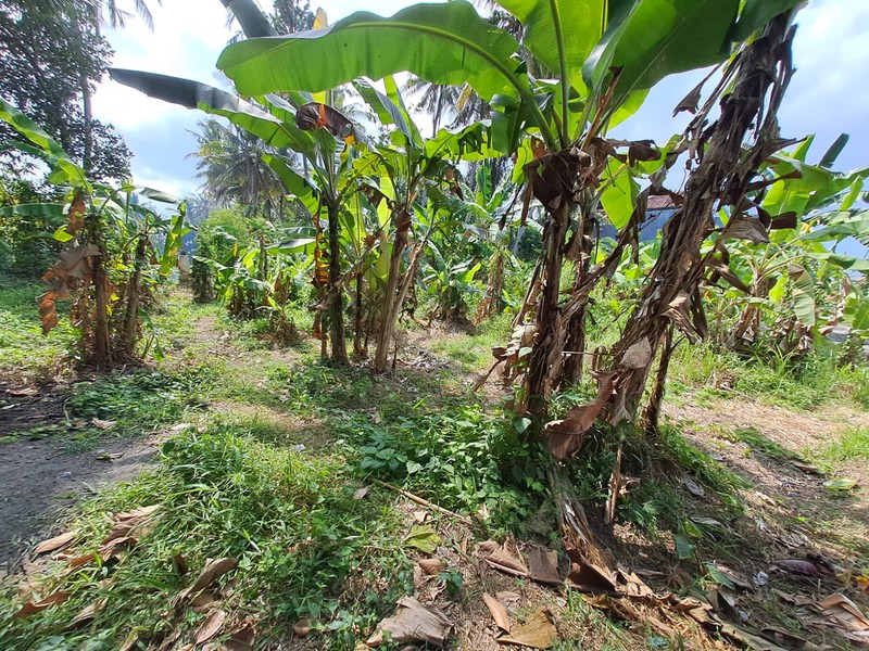 Freehold - Rare Opportunity Freehold Land Just 350m from Saba Beach, Gianyar, Bali