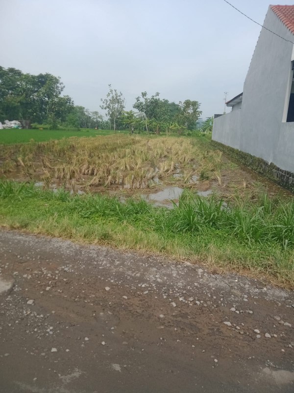 Tanah Sawah Luas 1338 Meter Persegi Lokasi Strategis Dekat Pasar Godean - Sleman 