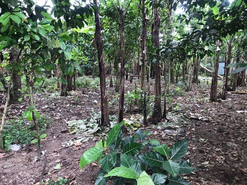 Investasi Masa Depan Dijual Tanah Pekarangan Strategis di Kawasan Sejuk Merapi Golf, Wukirsari, Cangkringan, Sleman