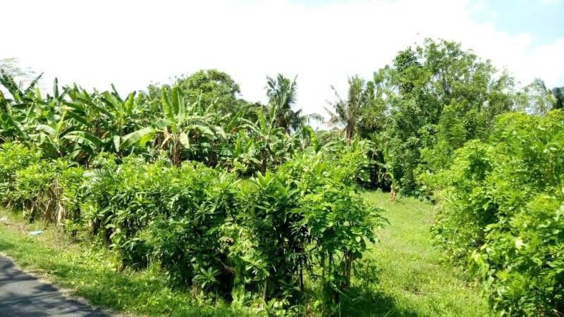 Freehold - Land Near Balian Beach, Bali Only 200m to Shore