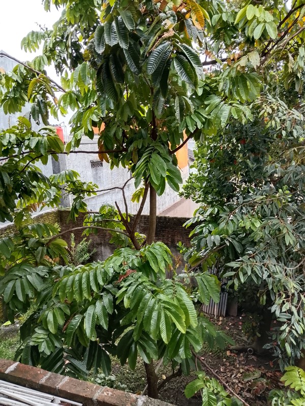 Rumah 2 Lantai di Lokasi Strategis Dekat SCH & Pusat Pemerintahan, Tridadi, Sleman