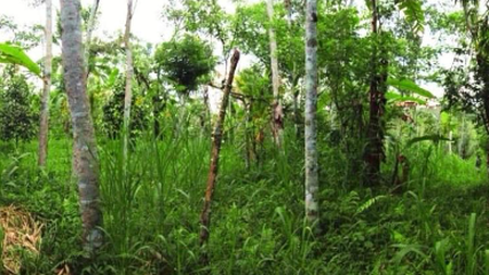 Land Freehold Taro  Ubub Bali